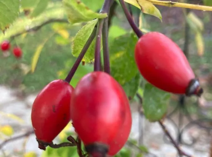 Outstandingfree Holzleiten